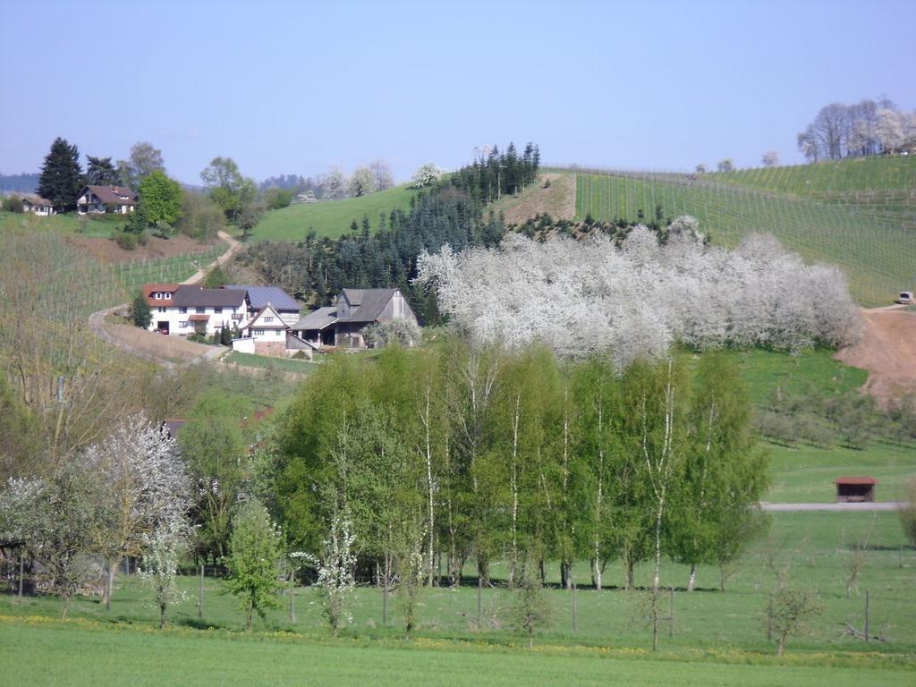 Ferienwohnung Am Weinberg Oberkirch  Esterno foto